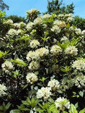 Chionoides Rhododendron Rhododendron 'Chionoides' #3- 18-24"