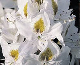 Chionoides Rhododendron Rhododendron 'Chionoides' #3- 18-24"