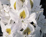 Chionoides Rhododendron Rhododendron 'Chionoides' #3- 15-18"