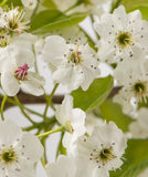 Cleveland Select Flowering Pear- Pyrus calleryana 'Cleveland Select' 2.5-3" Cal