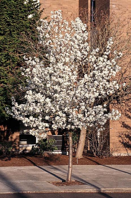 Cleveland Select Flowering Pear- Pyrus calleryana 'Cleveland Select' 2.5-3