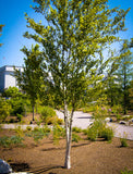 Dura Heat® River Birch Betula