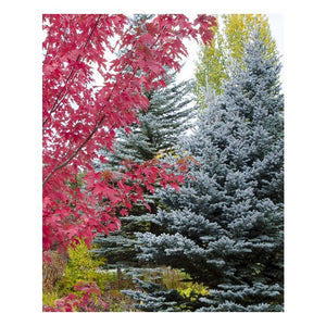 Colorado Blue Spruce Picea pungens 'Glauca' 4/5' B&B/CT