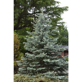 Colorado Blue Spruce Picea pungens 'Glauca' 4/5' B&B/CT