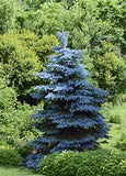 Colorado Blue Spruce Picea pungens 'Glauca' 4/5' B&B/CT