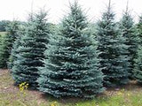 Colorado Blue Spruce Picea pungens 'Glauca' 4/5' B&B/CT