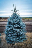 Colorado Blue Spruce Picea pungens 'Glauca' 4/5' B&B/CT