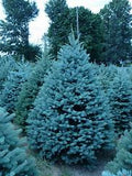 Colorado Blue Spruce Picea pungens 'Glauca' 4/5' B&B/CT