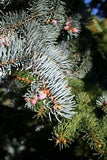 Colorado Blue Spruce Picea pungens 'Glauca' 4/5' B&B/CT