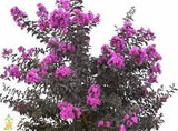 Crape Myrtle Plum Magic Lagerstroemia 'Plum Magic'