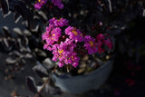 Crape Myrtle Plum Magic Lagerstroemia 'Plum Magic'