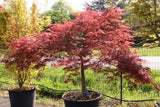 Crimson Queen Japanese Maple Acer palmatum var. dissectum 'Crimson Queen' CT 30-36"