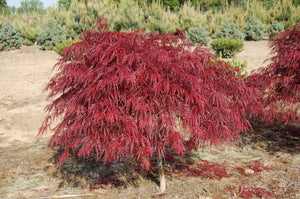 Crimson Queen Japanese Maple Acer palmatum var. dissectum 'Crimson Queen' CT