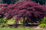 Crimson Queen Japanese Maple Acer palmatum var. dissectum 'Crimson Queen' CT 30-36"