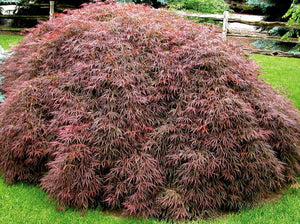 Crimson Queen Japanese Maple Acer palmatum var. dissectum 'Crimson Queen' CT 30-36"