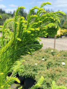 Cryptomeria japonica ‘Cristata’Japanese Cedar 7-8'