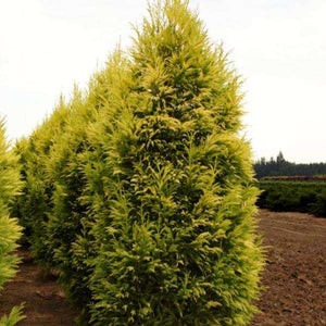 Cryptomeria japonica 'Sekkan Sugi'  Gold Japnese Cedar 6-7'