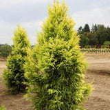 Cryptomeria japonica 'Sekkan Sugi'  Gold Japnese Cedar 6-7'