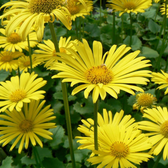 Doronicum (Leopard's Bane) #2