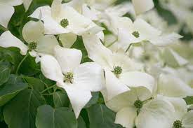 Cornus kousa var. chinensis 7 Gal