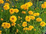 Coreopsis grandiflora 'Early Sunrise' #2