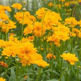 Coreopsis grandiflora 'Early Sunrise' #2