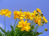 Coreopsis grandiflora 'Early Sunrise' #2