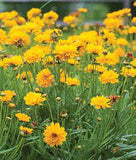 Coreopsis grandiflora 'Early Sunrise' #2