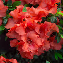 FlorAmore™ Azaleas – Reblooming Beauty! 3 Gallon
