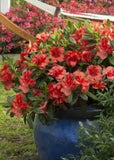 FlorAmore™ Azaleas – Reblooming Beauty! 3 Gallon