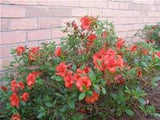 FlorAmore™ Azaleas – Reblooming Beauty! 3 Gallon