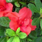 FlorAmore™ Azaleas – Reblooming Beauty! 3 Gallon