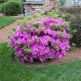 FlorAmore™ Azaleas – Reblooming Beauty! 3 Gallon