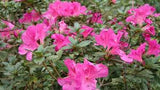 FlorAmore™ Azaleas – Reblooming Beauty! 3 Gallon