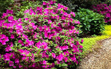 FlorAmore™ Azaleas – Reblooming Beauty! 3 Gallon