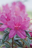 FlorAmore™ Azaleas – Reblooming Beauty! 3 Gallon