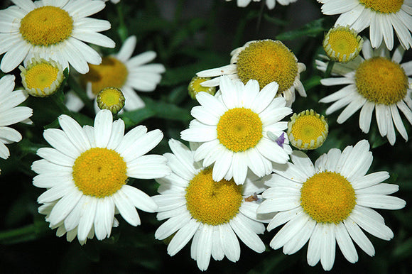 White Mountain Shasta Daisy  Leucanthemum x superbum 'White Mountain'