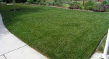 Fescue sod
