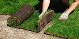 Fescue sod