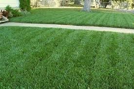 Fescue sod