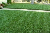 Fescue sod