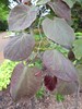 Eastern Redbud 2.5-3" Cal