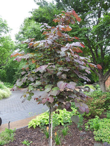 Eastern Redbud 2.5-3" Cal