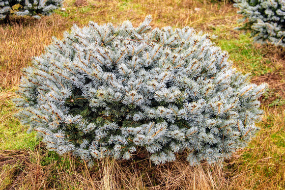 Dwarf Globe Blue Spruce Picea pungens 'Glauca Globosa' 5Gal
