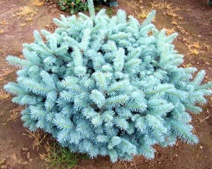 Globe Blue Spruce Picea pungens 'Glauca Globosa' 10 Gal