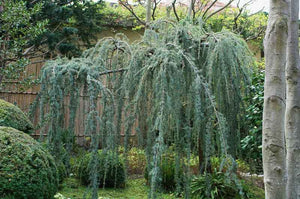 Cedrus atlantica. ‘Glauca Pendula’ Weeping Blue Atlas Cedar Mnd B&B/CT 5-6'