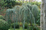 Cedrus atlantica. ‘Glauca Pendula’ Weeping Blue Atlas Cedar Mnd B&B/CT 5-6'