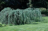 Cedrus atlantica. ‘Glauca Pendula’ Weeping Blue Atlas Cedar Mnd B&B/CT 5-6'