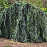 Cedrus atlantica. ‘Glauca Pendula’ Weeping Blue Atlas Cedar Mnd B&B/CT 5-6'