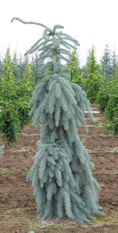 Weeping Blue Spruce-Picea pungens ‘Glauca Slenderina Pendula' 3/4' B&B
